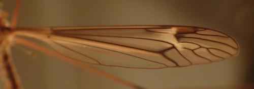 Réf. 221 551 : Tipula lateralis